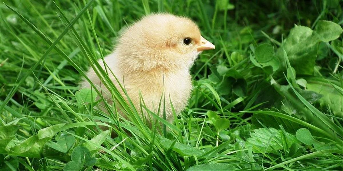 FOTO: 6-ročný chlapec zrazil na bicykli kuriatko, svojou reakciou dojal svet