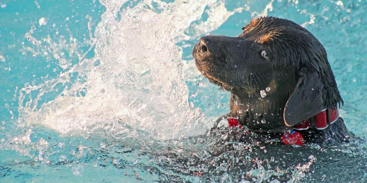 FOTO + VIDEO: 220 kilometrov od brehu našli v mori plávať vysileného psa