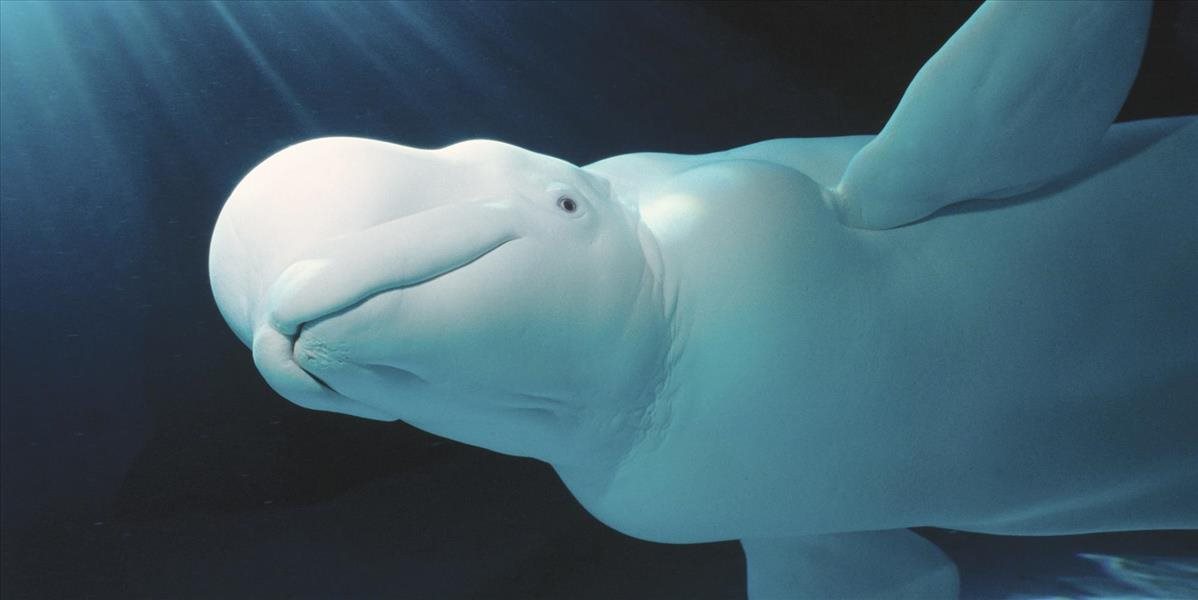Pri pobreží Nórska sa objavila veľryba s postrojom prispôsobeným na kameru alebo zbraň