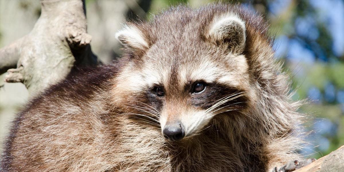 Do zoo sa dobrovoľne nasťahoval nový nájomník