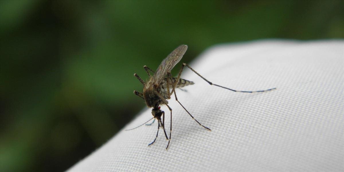 V Európe sa objavili komáre prenášajúce smrteľné choroby