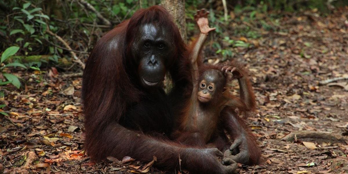 Strašné barbarstvo: Toto robia pytliaci orangutanom