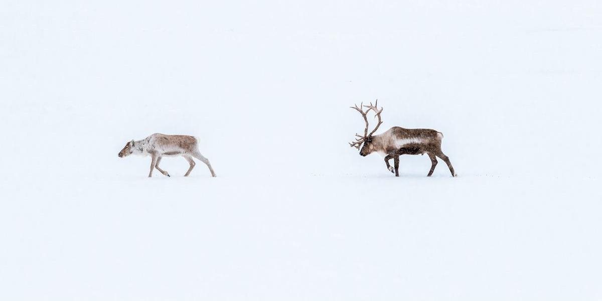 FOTO: Laponských sobov budú natierať svietiacou farbou