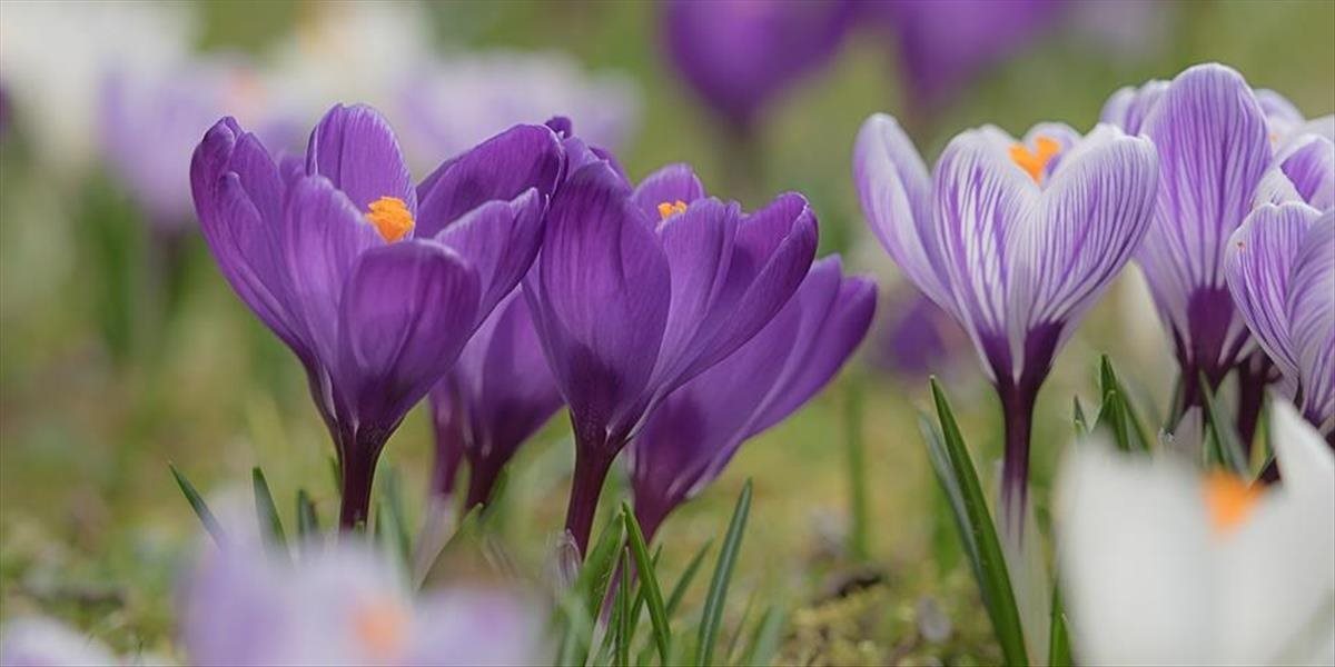 Turisti v Tatrách ničia zákonom chránené kvety kvôli fotkám na Instagram