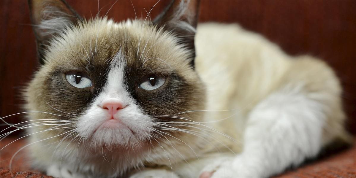 Zomrela najmrzutejšia mačka na svete Grumpy Cat