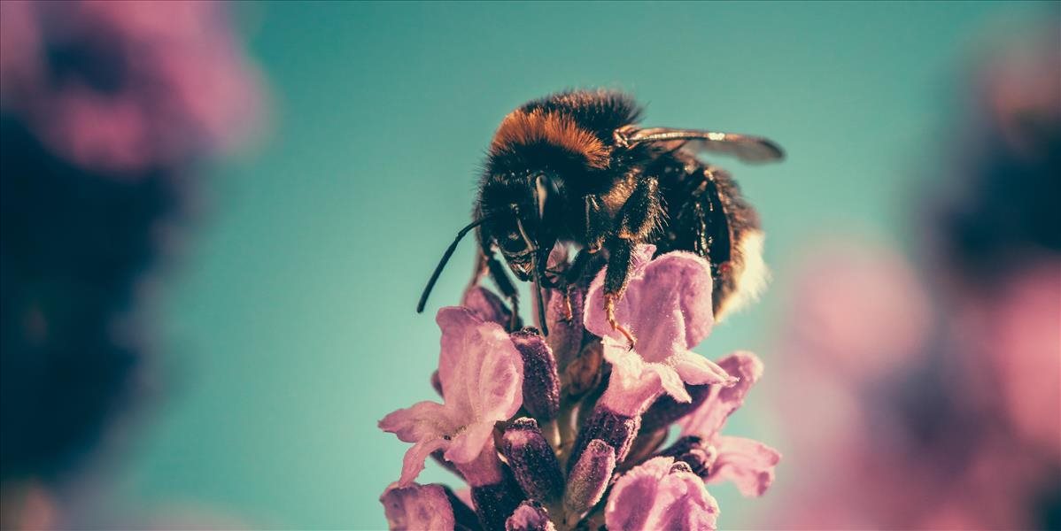 Dnešným dňom si pripomíname dôležitosť včiel v ekosystéme