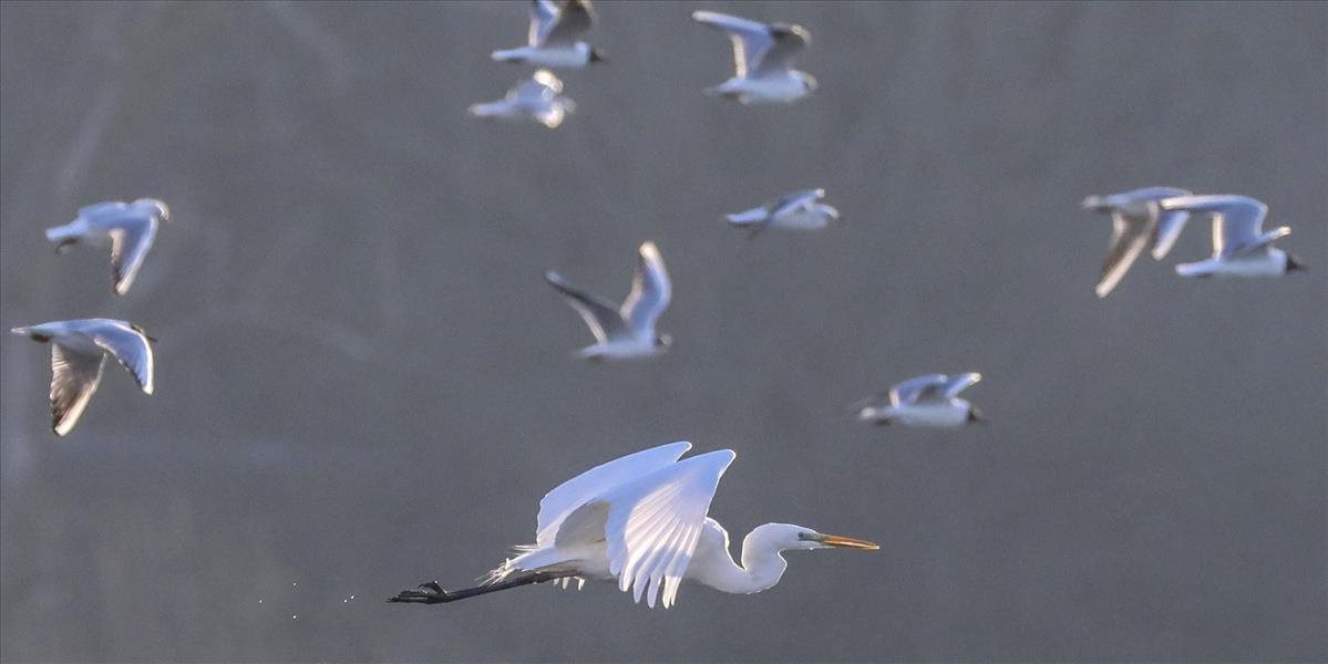 Vtáctvo budeme chrániť viac, pomôcť majú reflexné prvky