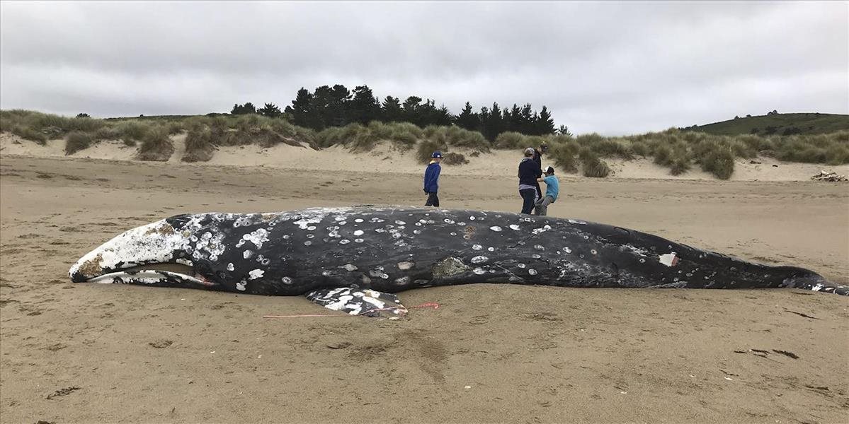 Neďaleko San Francisca našli už trinástu uhynutú veľrybu