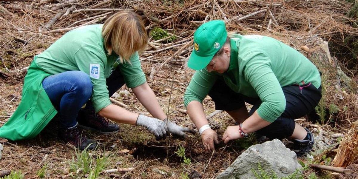 Dobrovoľníci vysadili v Nízkych Tatrách už milión stromčekov