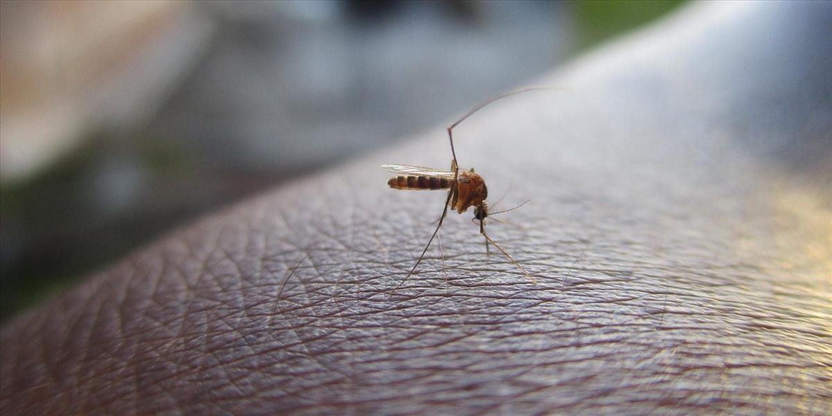 Geneticky upravená huba zabíja malarické komáre