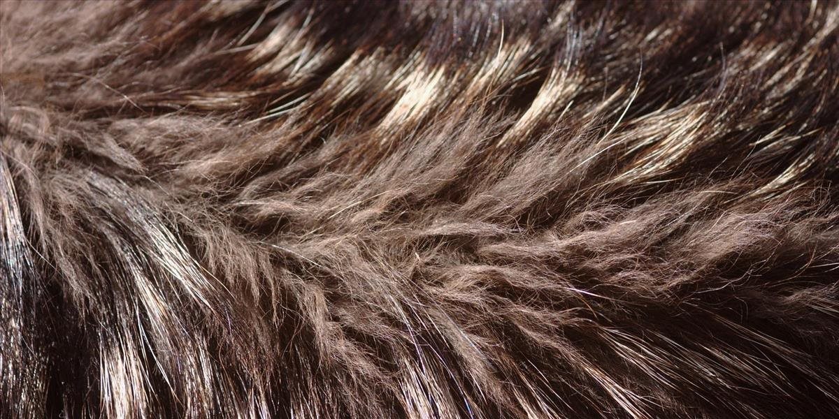 SNS prichádza s návrhom zákazu chovu zvierat na kožušiny