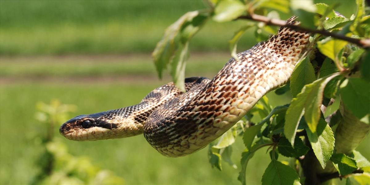Naši vedci objavili nový druh hada
