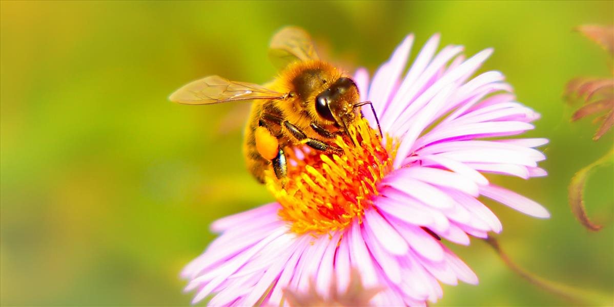 Okrem klimatických zmien môžu za umieranie včiel aj pesticídy