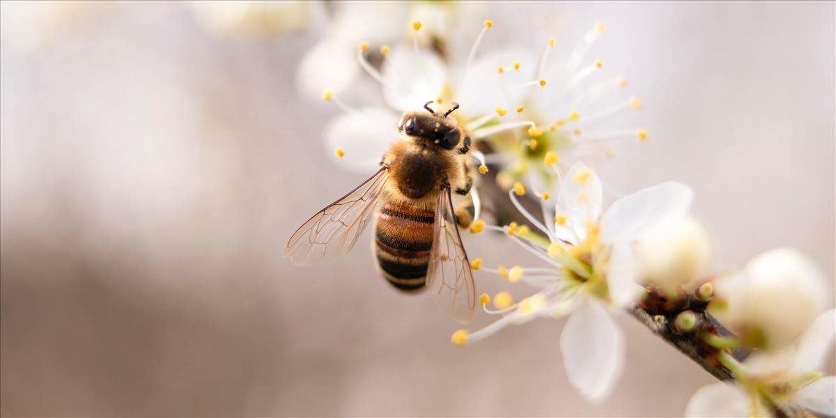 Zachráňme včely! Zapojte sa do tejto výzvy
