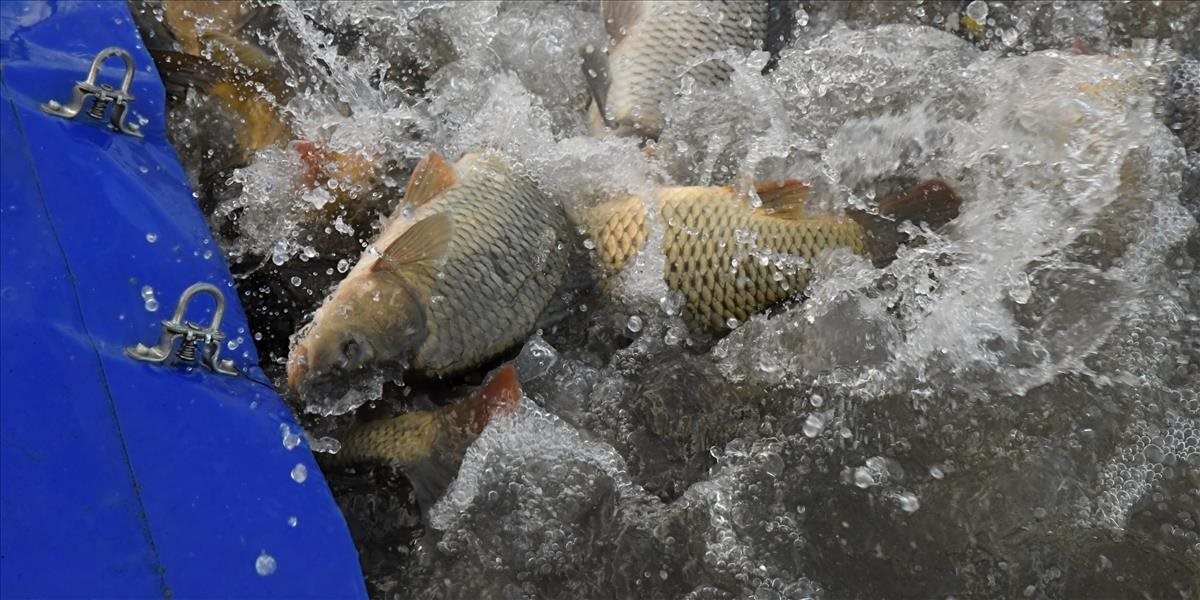Tatranské potoky lesníci zarybňujú: Pribudne v nich 60-tisíc pstruhov