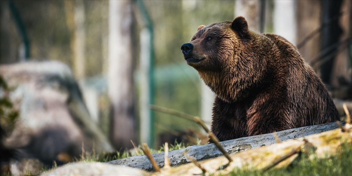 VIDEO: Kamera zachytila medveďa, ktorý by prekonal nejednu profíčku v pole dance!
