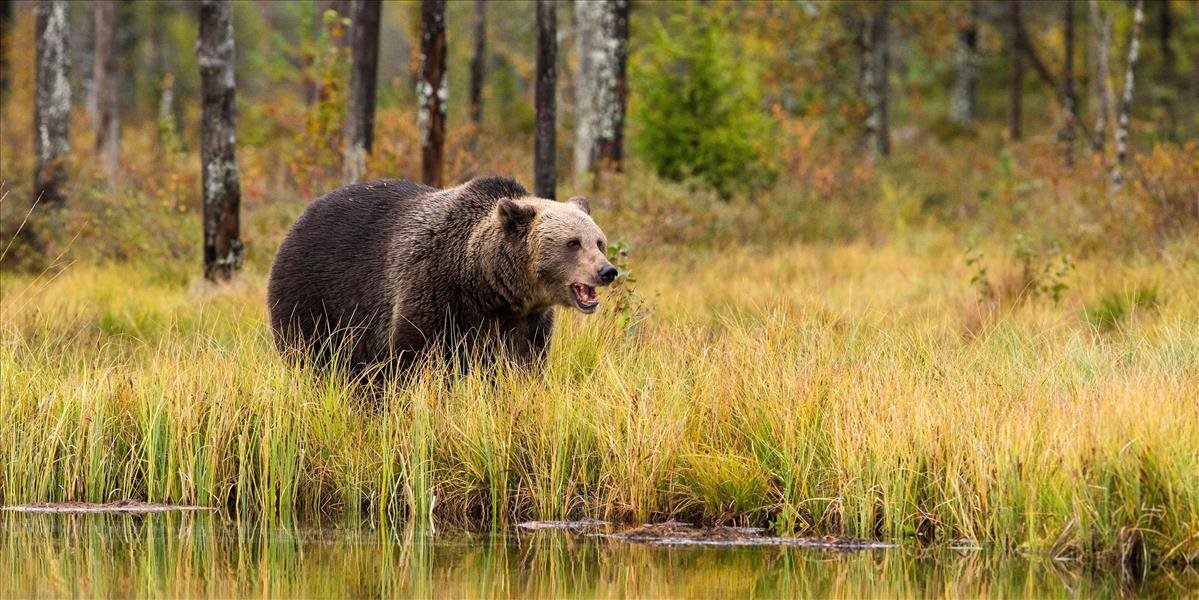 Rus sa pred medveďom ubránil tak, že mu odhryzol jazyk