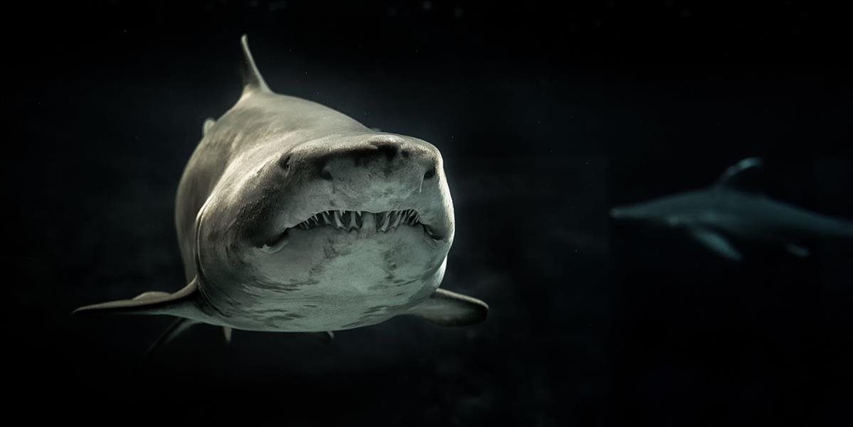 VIDEO: Žraloky sa v Chorvátsku udomácnili, ďalšieho videli pri pláži v Šibeniku!