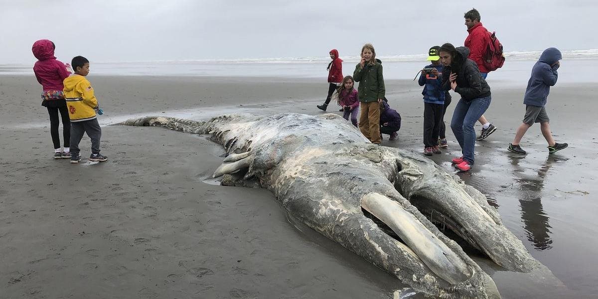 VIDEO: Oceán vyplavil množstvo mŕtvych veľrýb, nemajú ich kam pochovávať