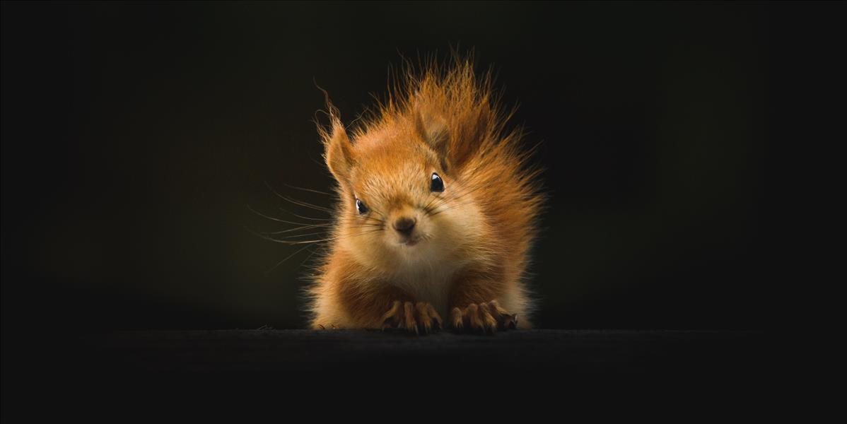 Kauza nadrogovanej veveričky: Muž popiera, že ju kŕmil metamfetamínom