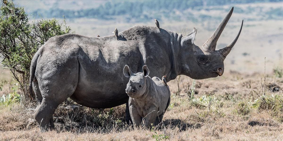 Po prvý raz preniesli umelo oplodnené embryo do samice nosorožca