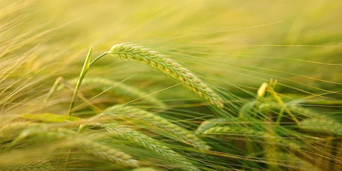 Agrorezort zverejnil priemerné výšky nájomného poľnohospodárskej pôdy