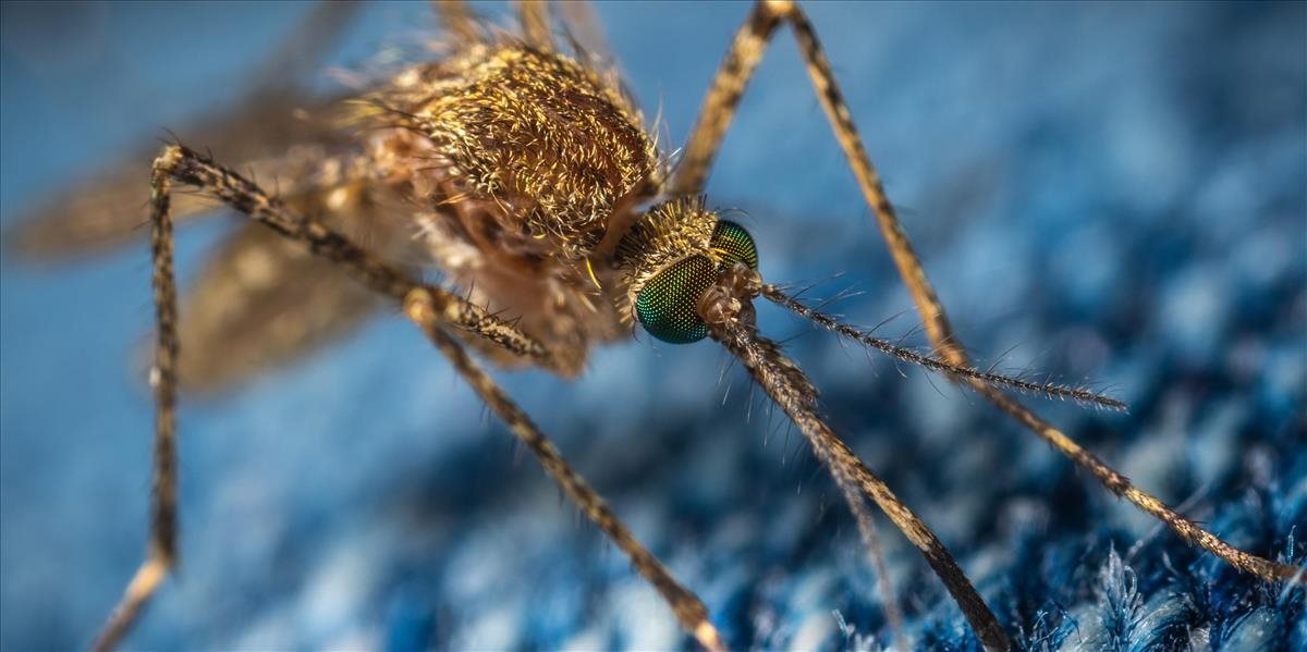 Vedci vypustili geneticky modifikované komáre