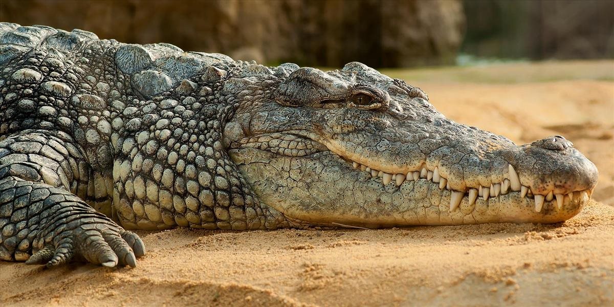 Muž na Floride kopol aligátora, aby zachránil psa