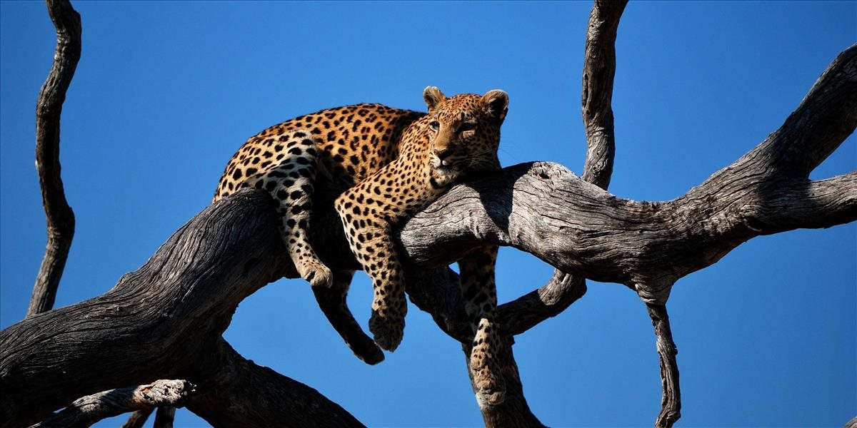 Bratislavskú ZOO včera evakuovali, návštevníkov ohrozil leopard