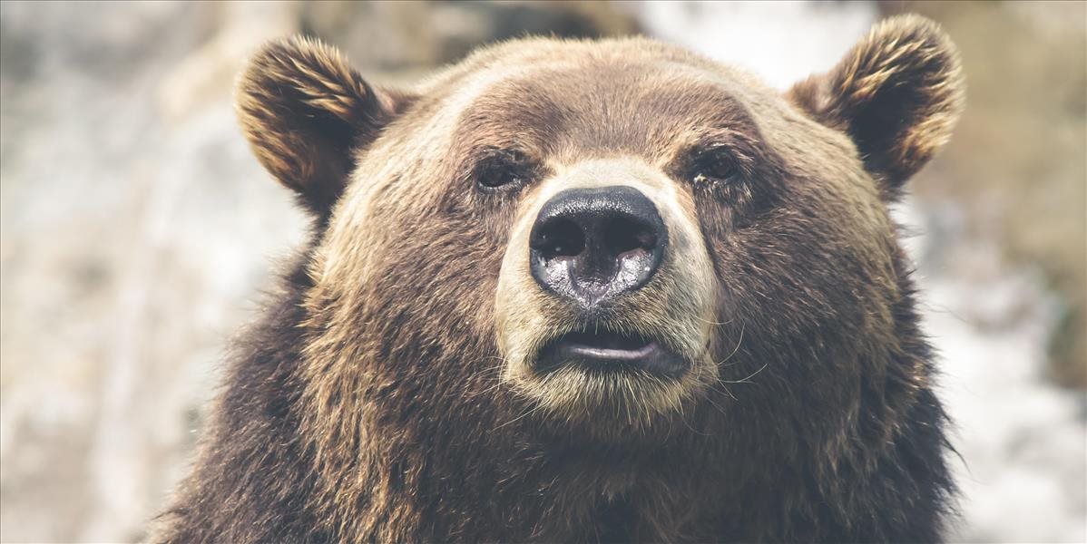 Na turistu v chránenej krajinnej oblasti Poľana zaútočil medveď