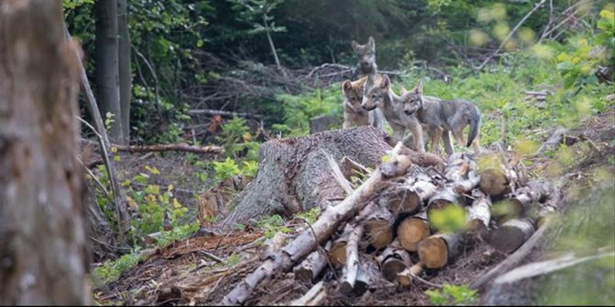 Nová vlčia rodina na Kysuciach priviedla na svet vĺčatá