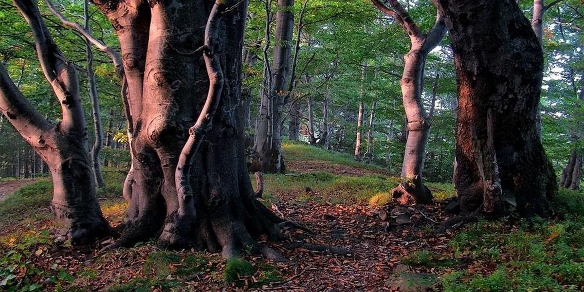 V Rakúsku objavili najstarší buk v Európe? Uhádnete jeho vek?