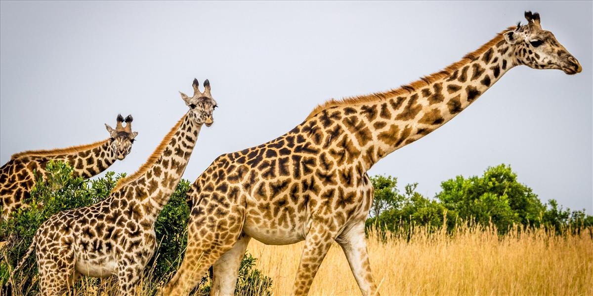 Žirafy budú pod väčšou ochranou, zavádzajú sa prísne pravidlá