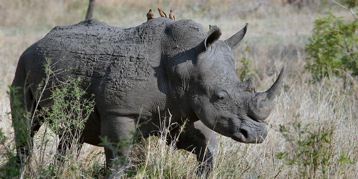 Odobrali vajíčka dvom posledným žijúcim samiciam nosorožca tuponosého severného