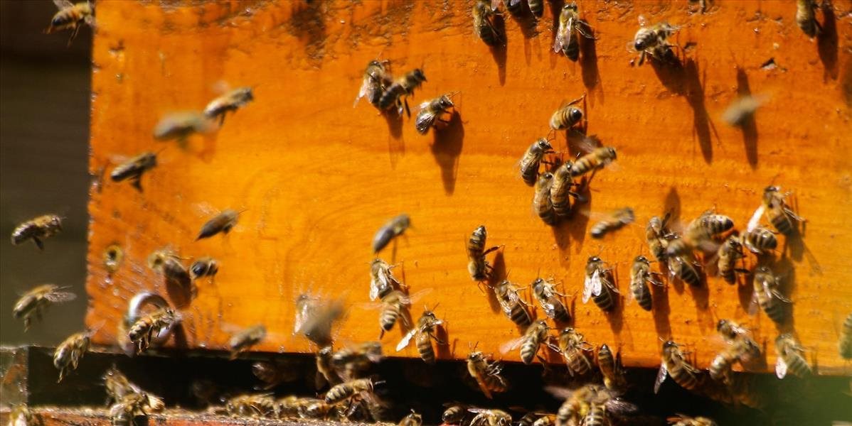 Včely ako terapeuti? V Litve prišli na zaujímavý spôsob liečenia