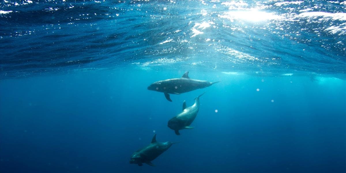 Delfíny v Lamanšskom prielive sú vystavené kokteilu zo škodlivín