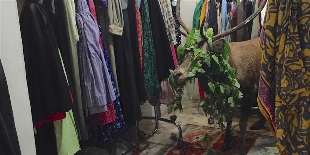 Predavačka zažila šok! Jeleň vbehol do obchodu