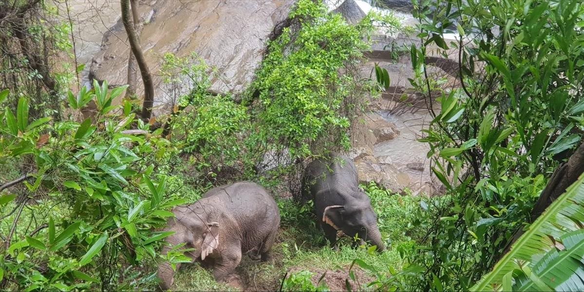 VIDEO Šesť slonov v Thajsku zomrelo vo vodopáde, keď sa snažili navzájom zachrániť