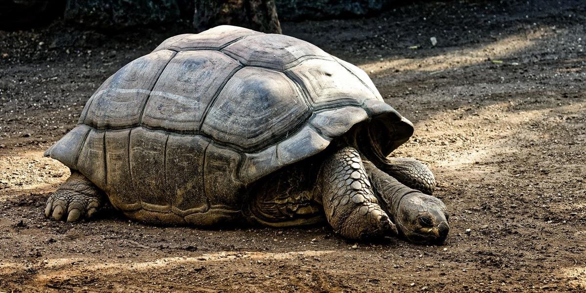 Zomrela "najstaršia africká" korytnačka. Neuveríte, koľko mala údajne rokov