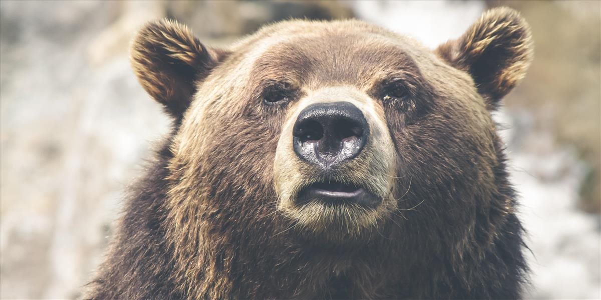 Povolené odstrely medveďov v minulosti situáciu zásadne nezmenili