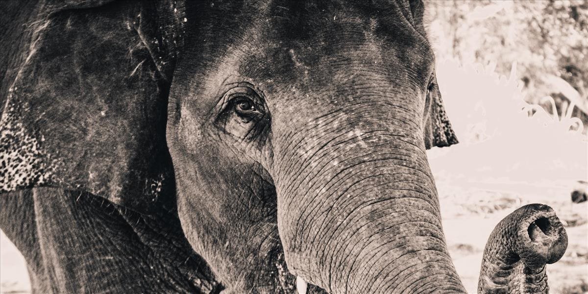 Fotka obletela svet: Pri vodopáde našli telá ďalších piatich slonov