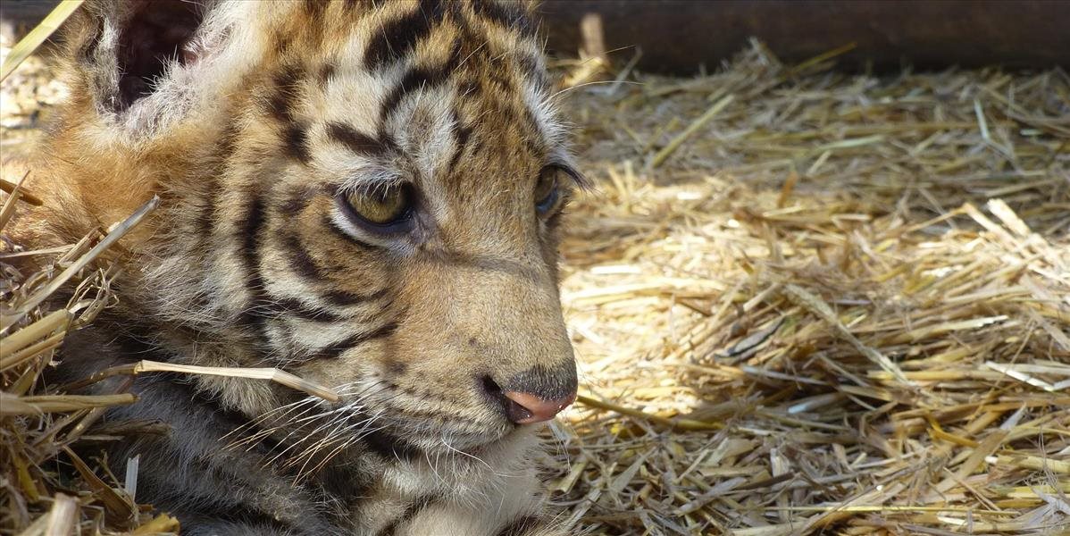 Slovenka chcela zachrániť tigríčatá, teraz musí zaplatiť pokutu