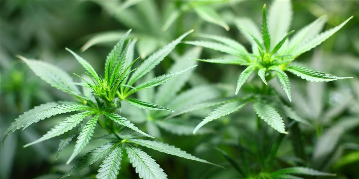 Polícia zadržala tri osoby pre pestovanie a prechovávanie marihuany