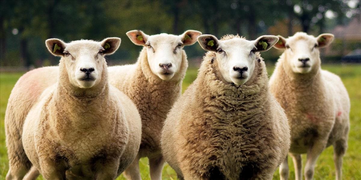 Hlavné mesto bude mať vlastné stádo oviec umiestnené na Kráľovej hore