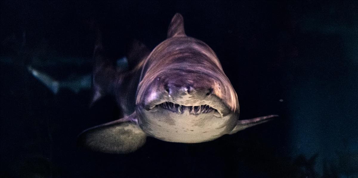 Žralokovi žil v papuli nový živočíšny druh