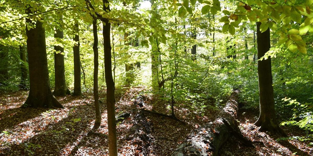 V slovenskej obci rastú najvyššie buky na svete, mŕtve drevo dáva život