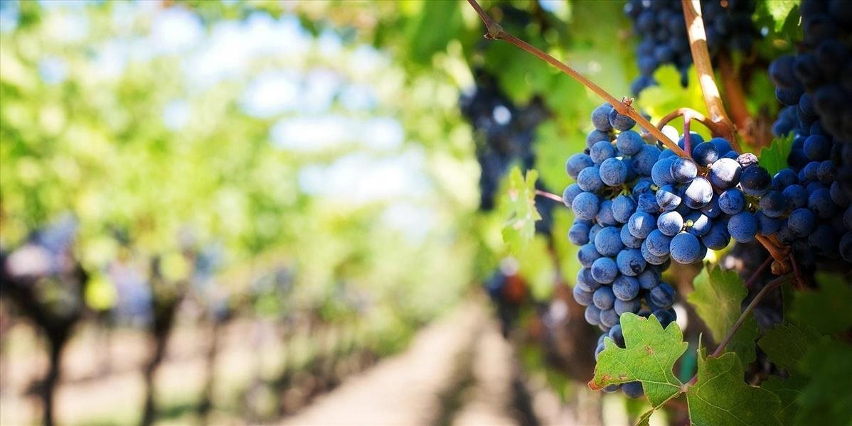 Pod Malými Karpatmi otvorí v sobotu svoje brány 31 vinárstiev