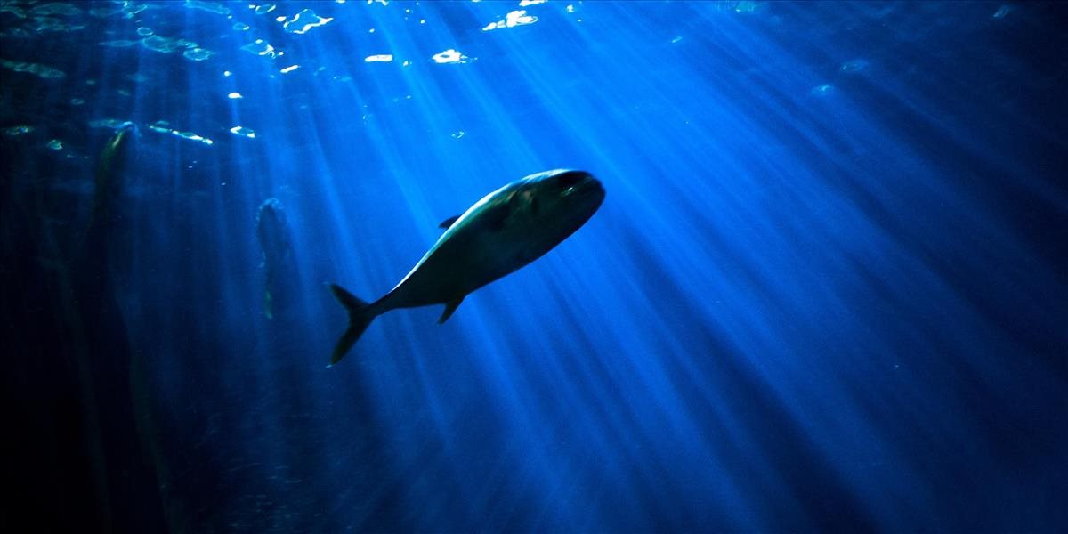 Ryba s ľudskou tvárou ohromila turistov