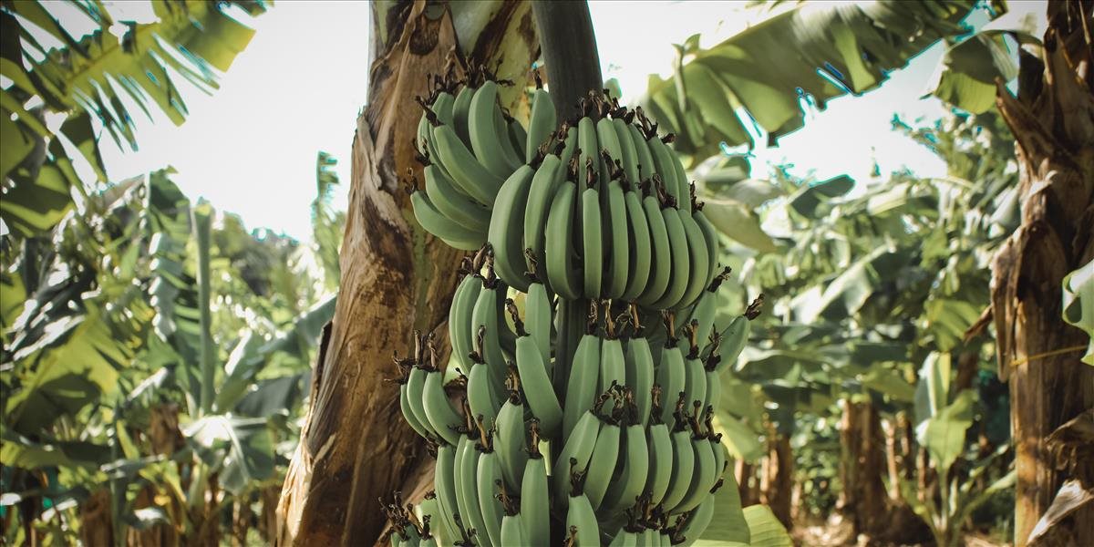 Tácky z banánových listov ponúkajú alternatívu k jednorazovému plastovému riadu