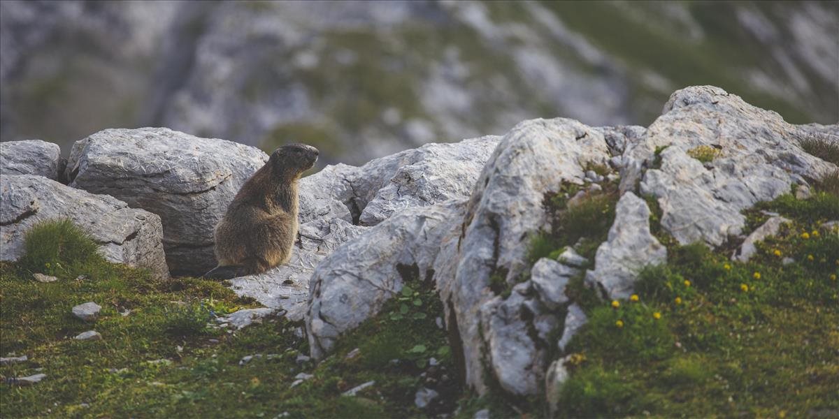 Vyše 43-tisíc ľudí bojuje za ochranu slovenskej prírody